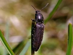 Click Beetle